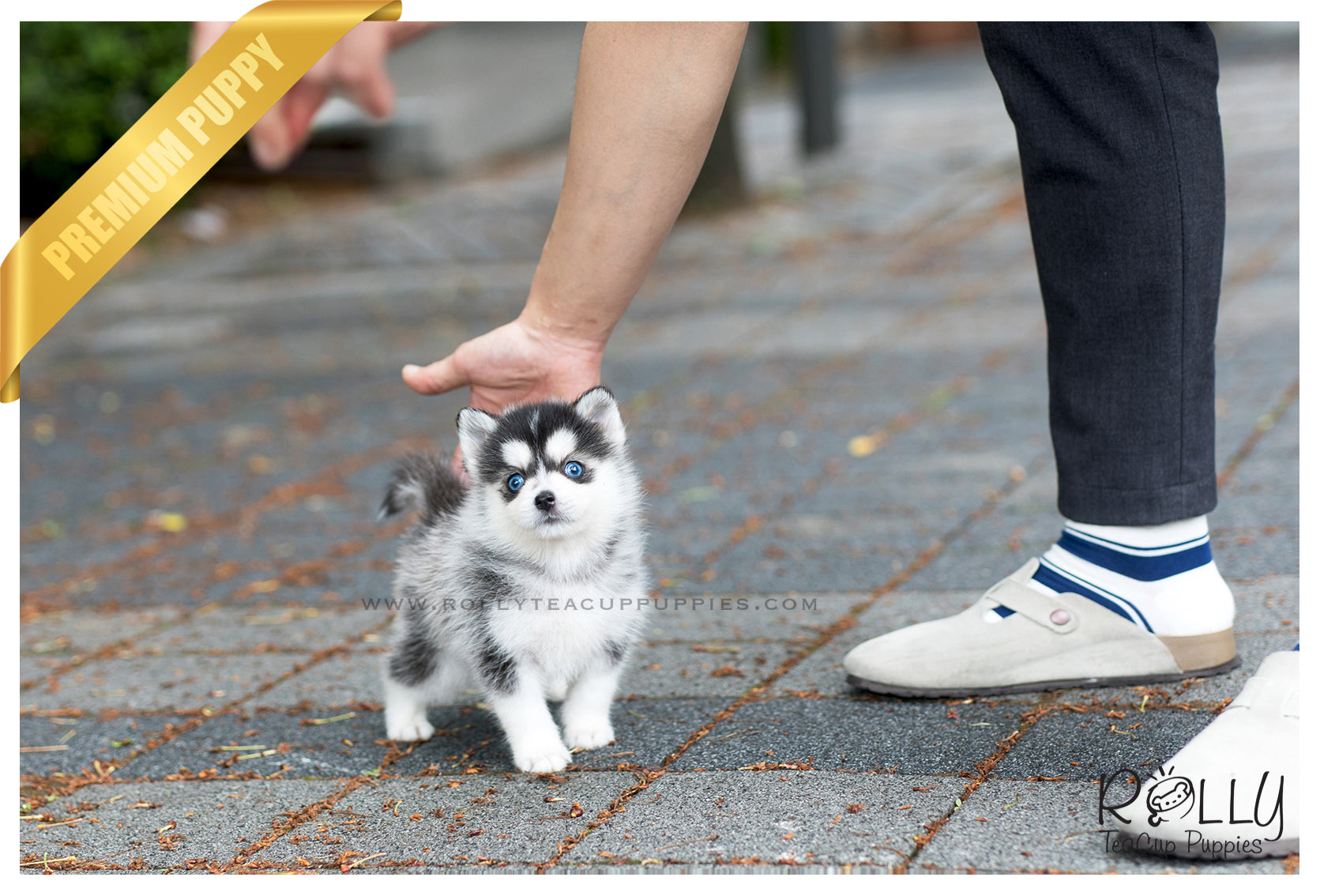 what is a teacup pomsky