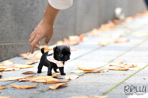 teacup pug