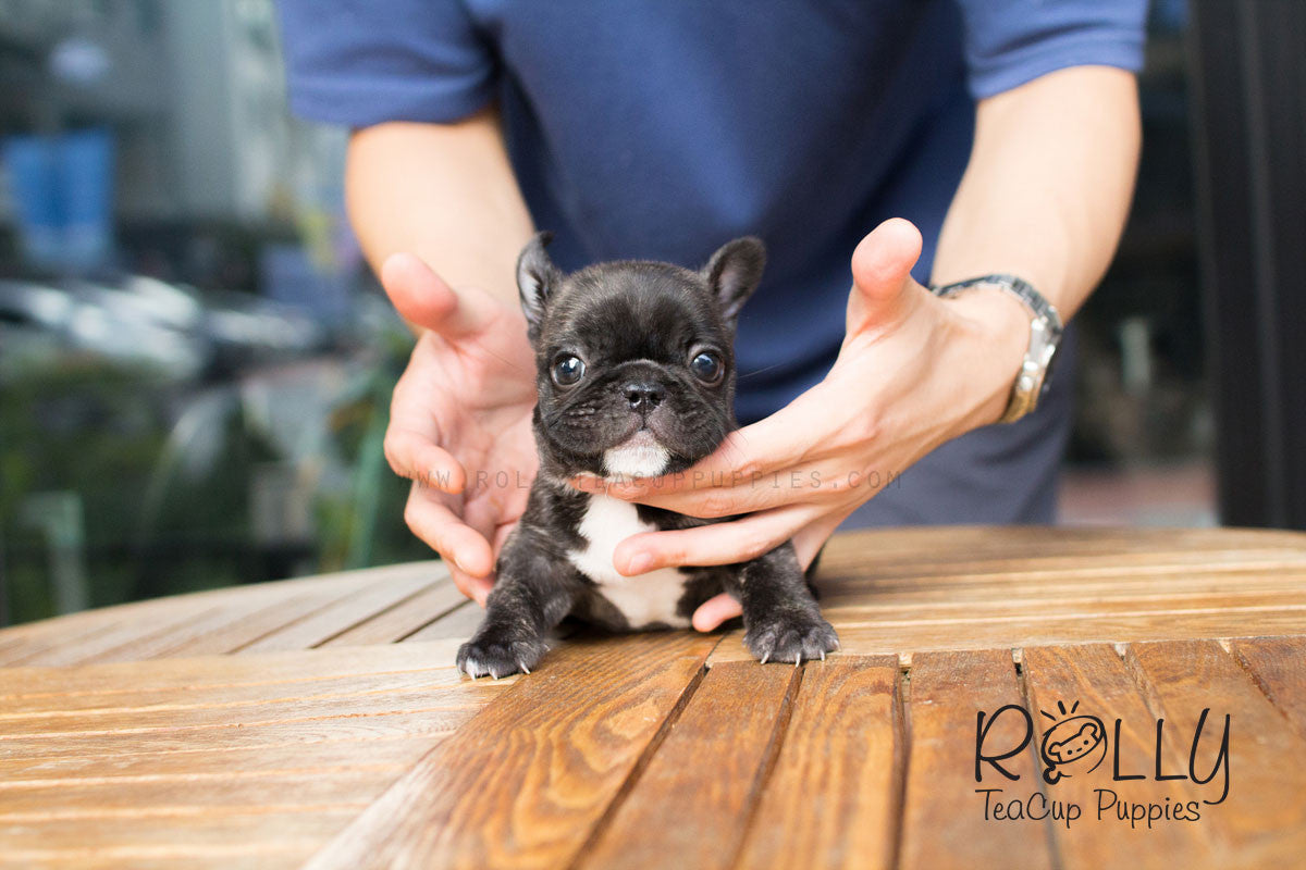 rolly teacup puppies french bulldog