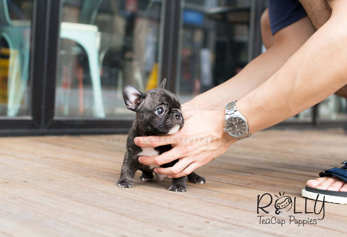 rolly teacup puppies french bulldog