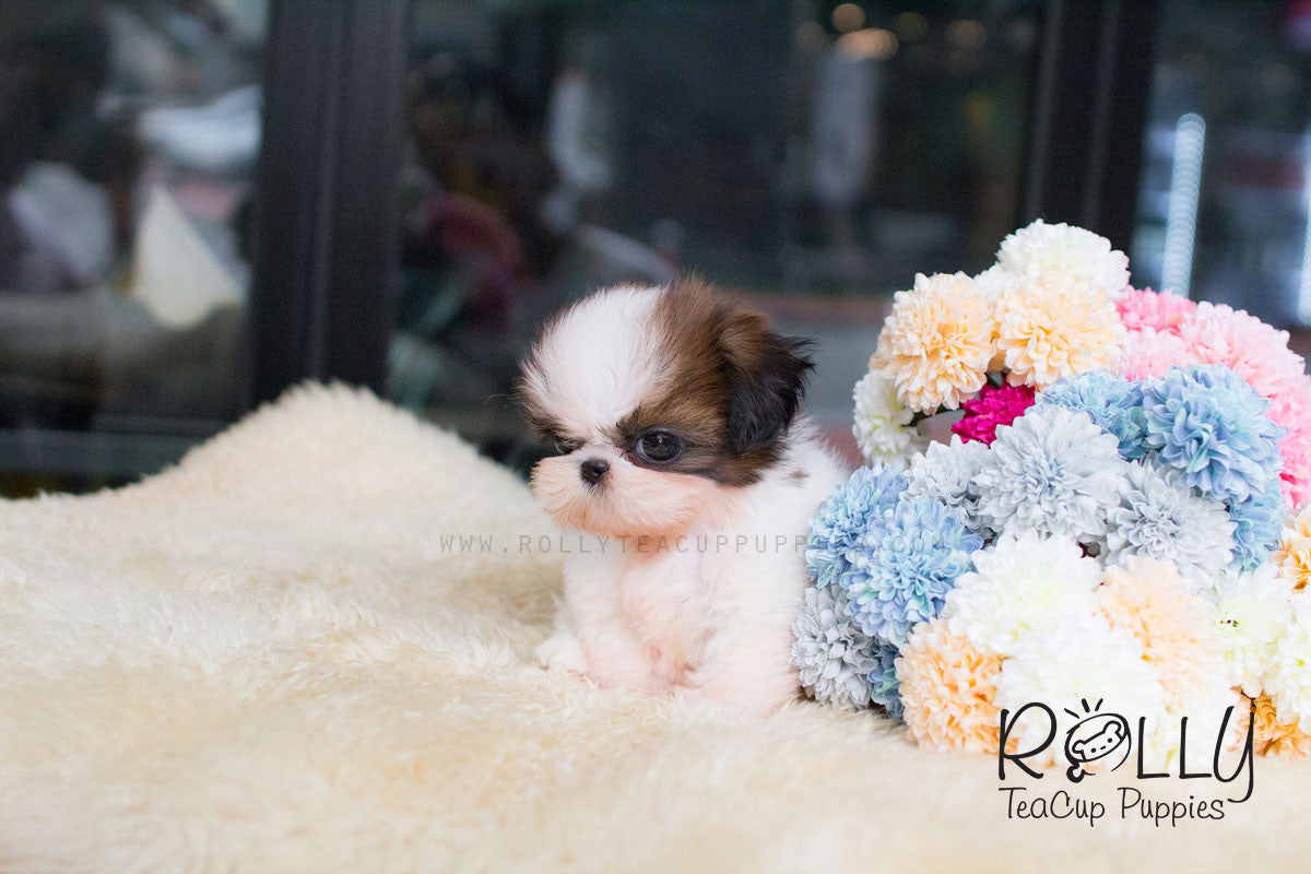 toy shih tzu puppies