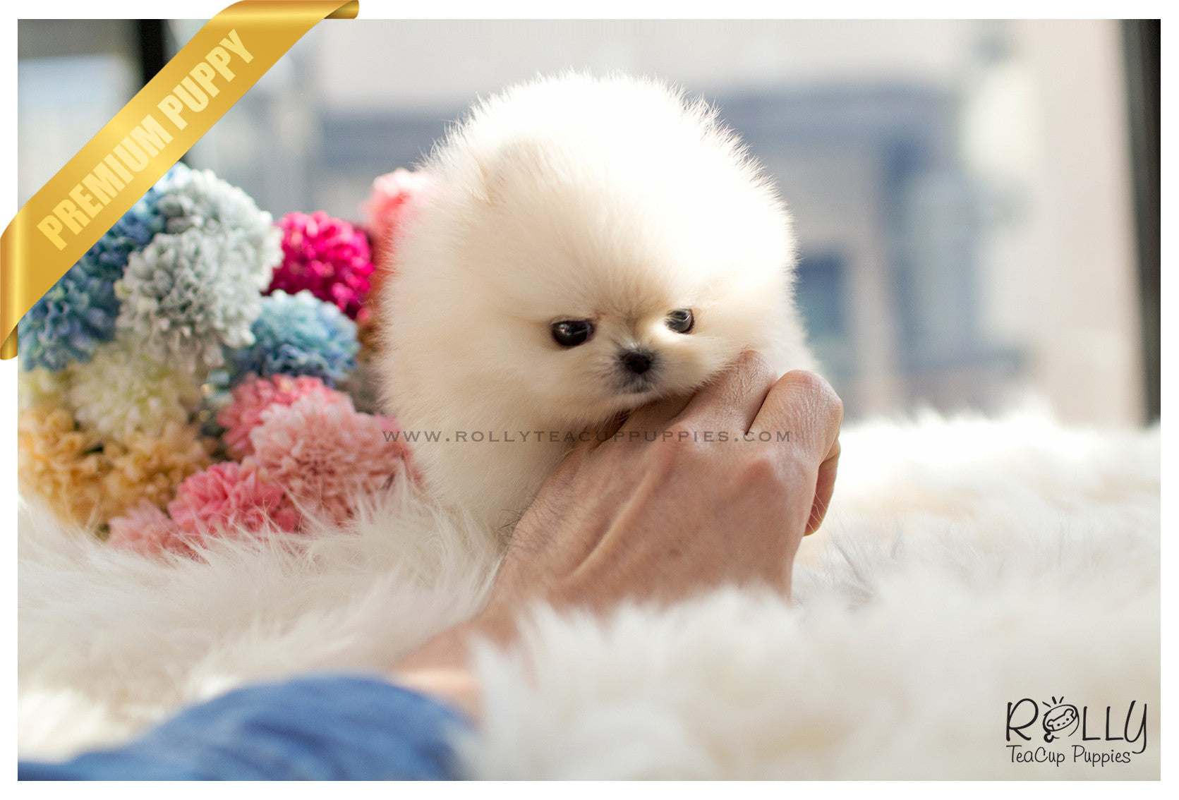 Sold To Kurt Boo Pomeranian F Rolly Pups Inc