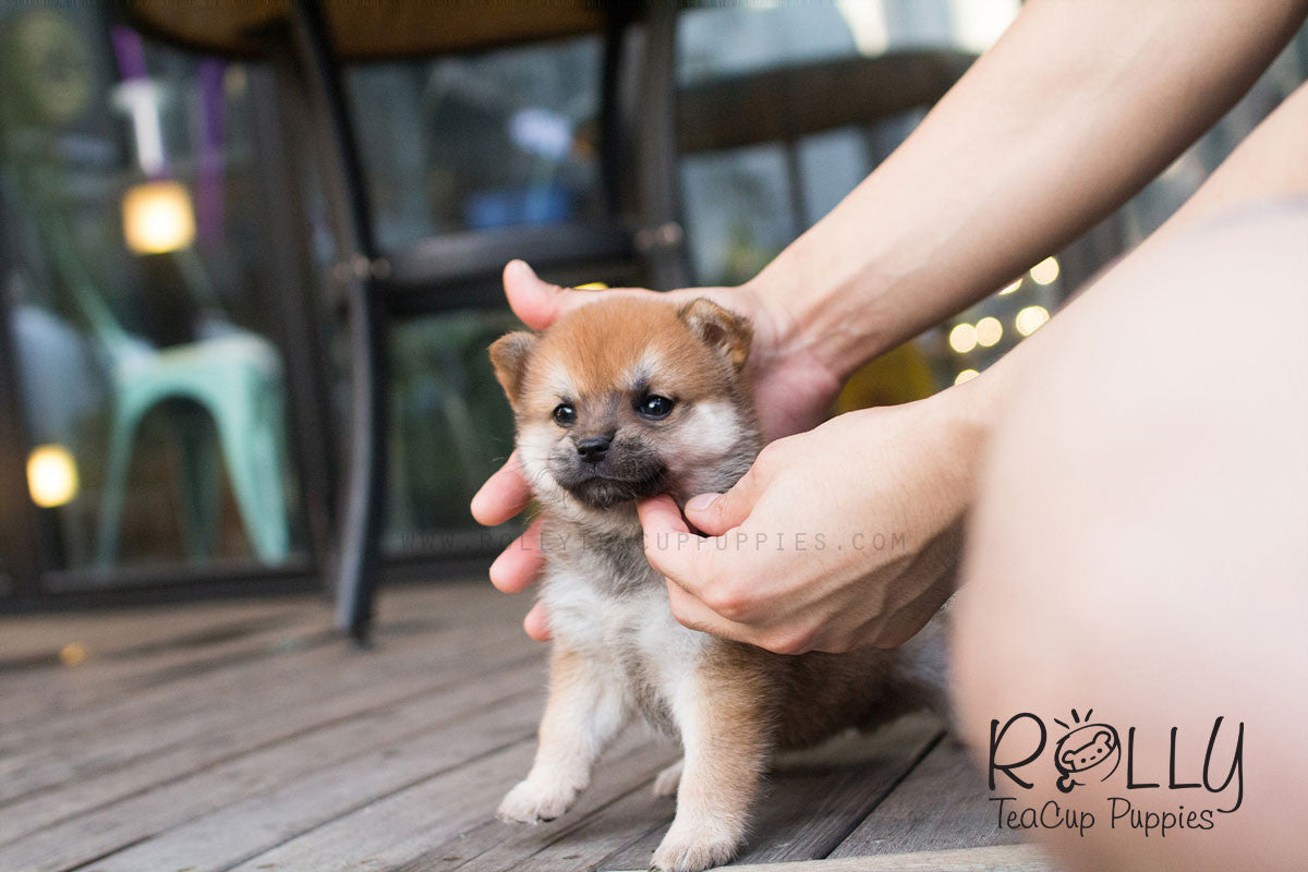 Boo Shiba Inu Rolly Teacup Puppies