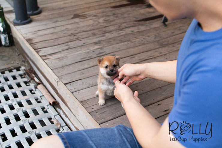 shiba inu pomeranian mix puppies