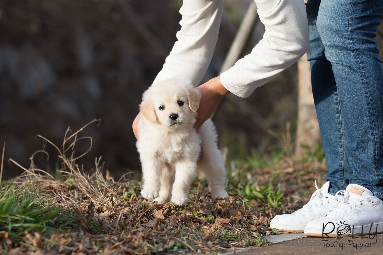 teacup golden retriever