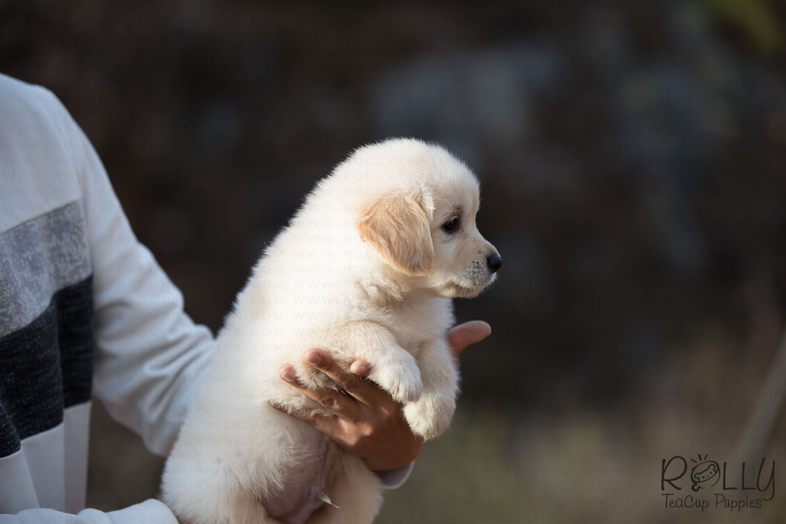 teacup golden retriever