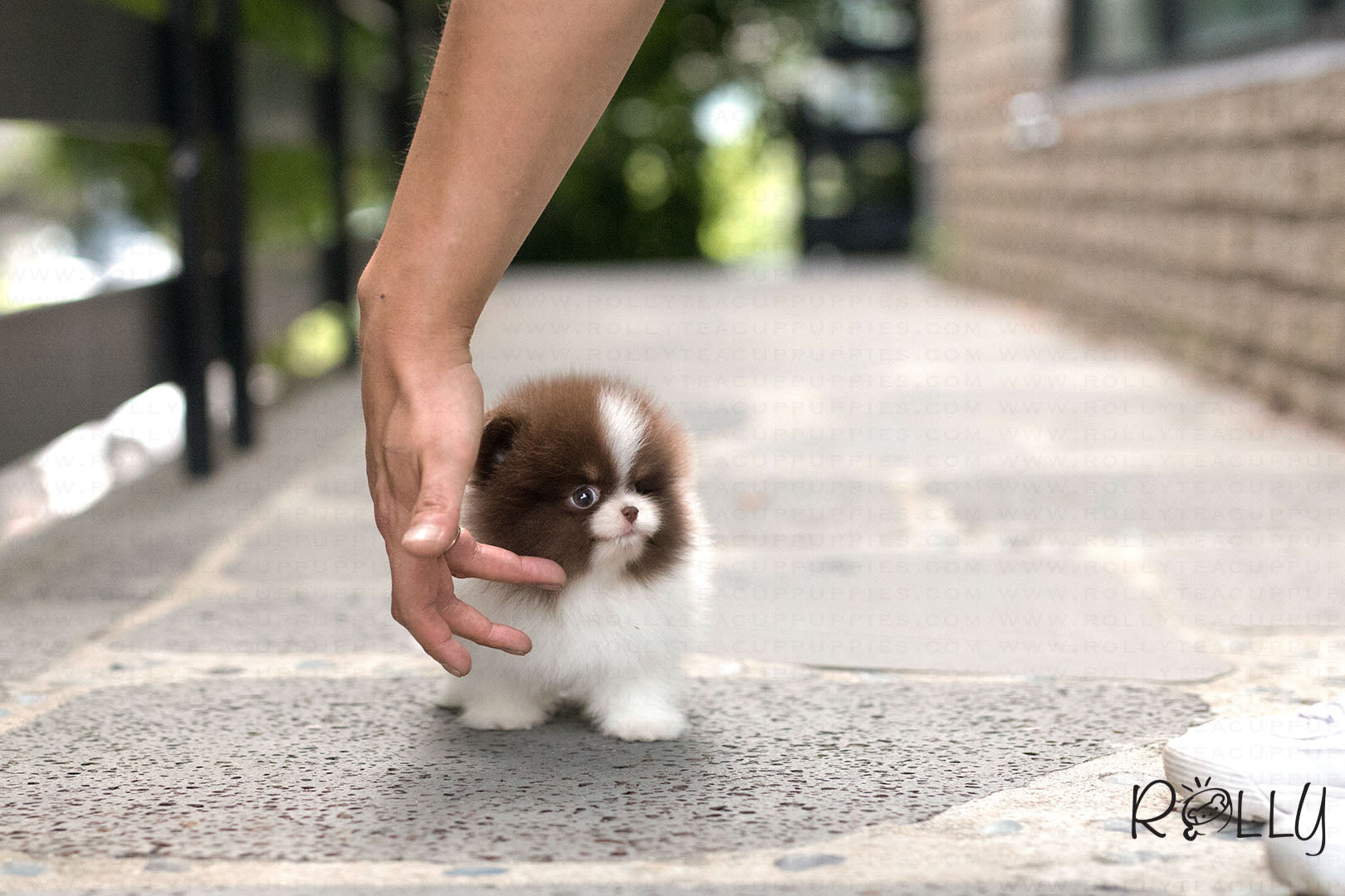 rolly tea puppies