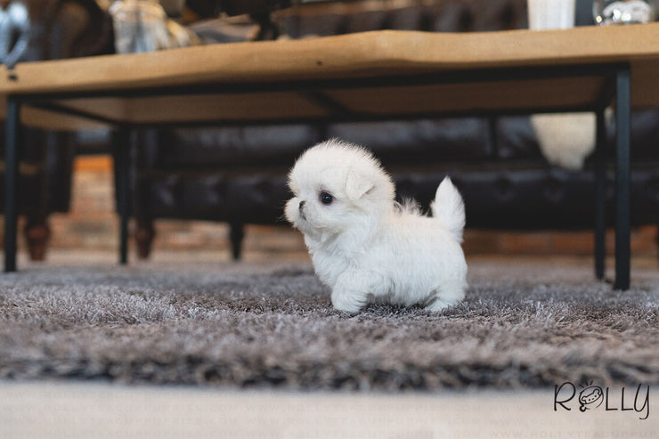 Rolly Teacup Puppies (PURCHASED by Snyder) COBY - Maltese. M.