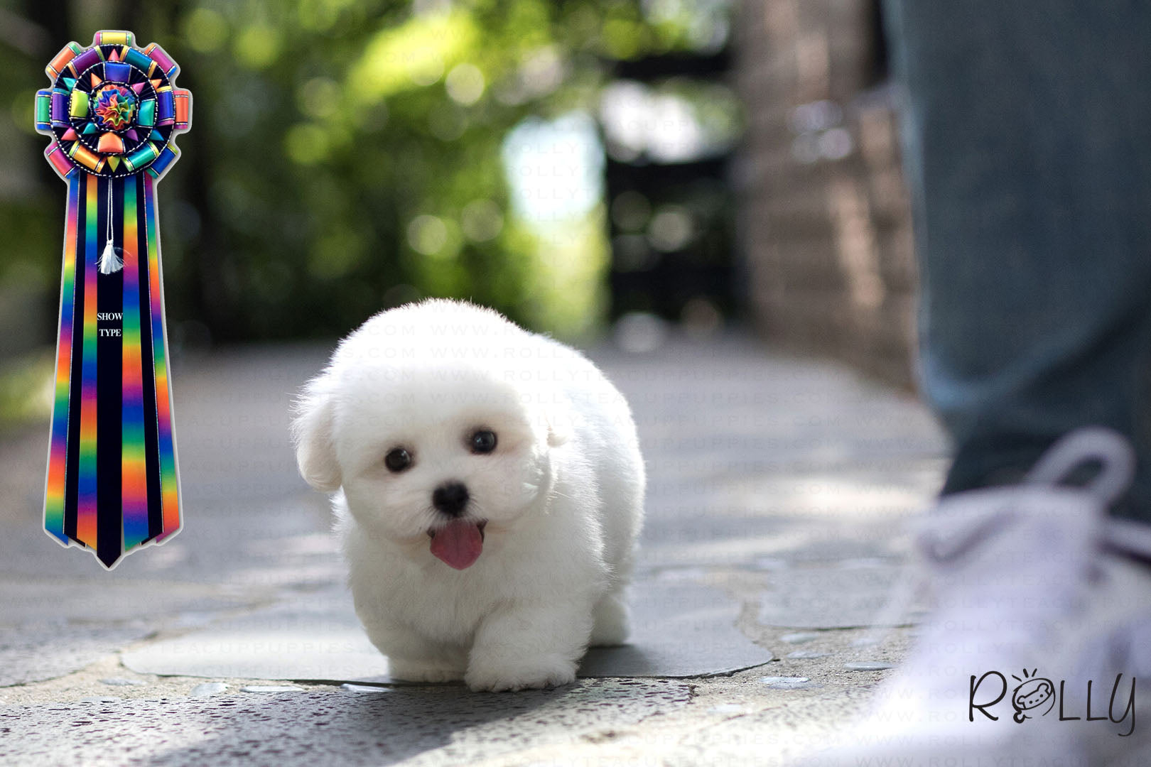 how much do coton de tulear puppies cost