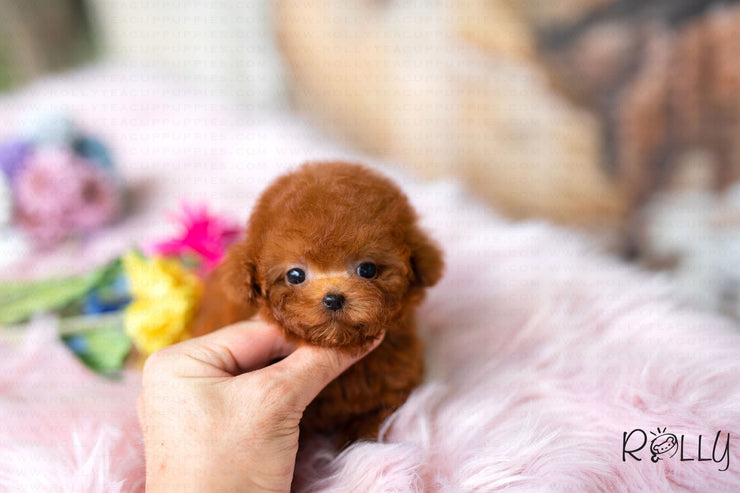 teacup poodle prezzo