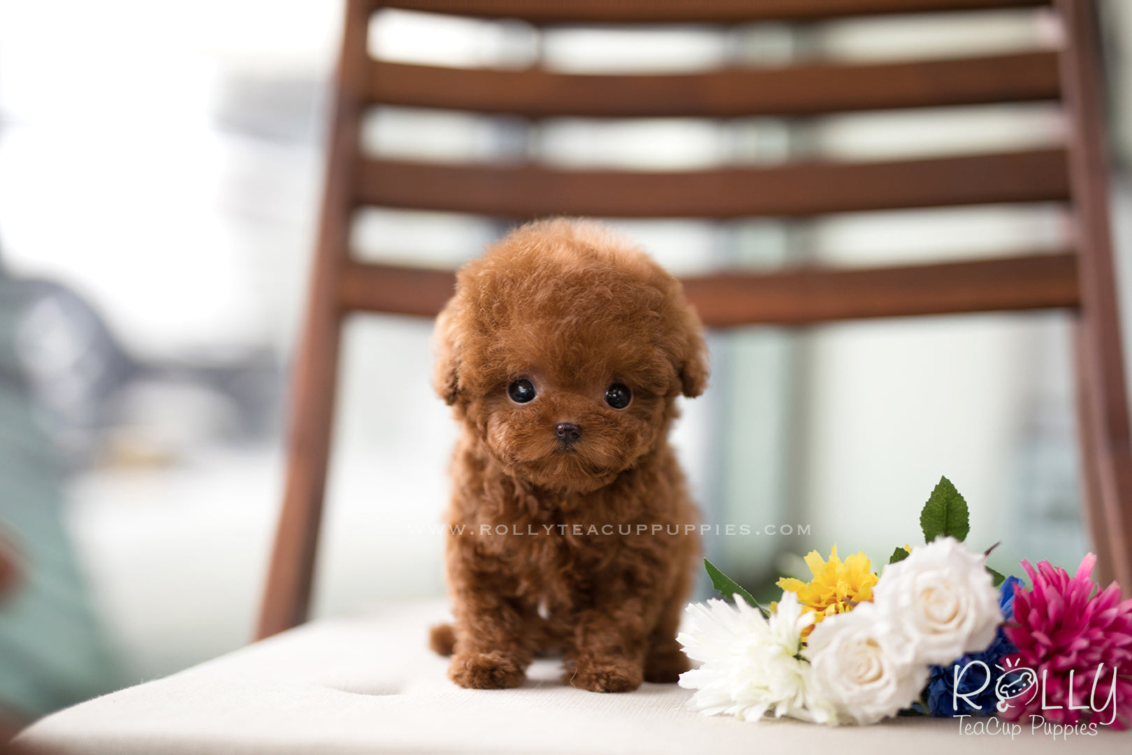 cinnamon mini poodle