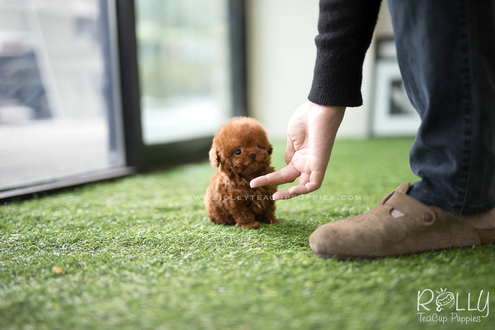 mini cinnamon poodle