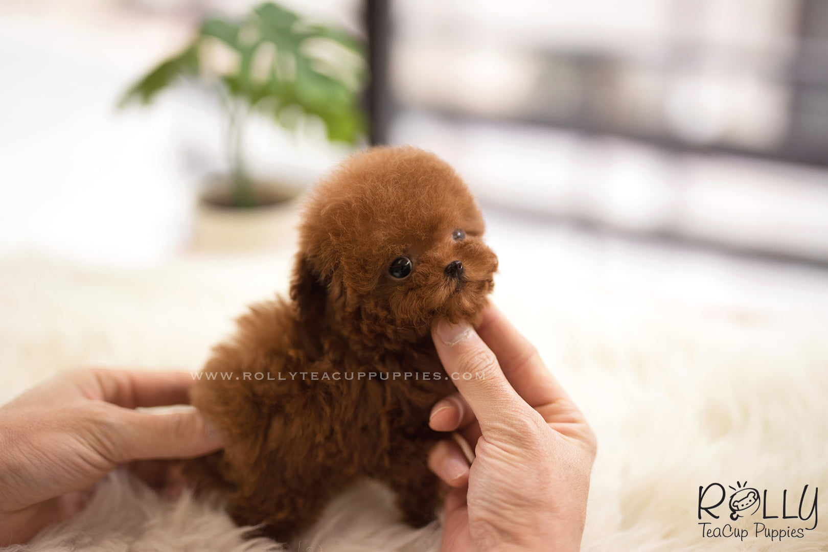 micro cinnamon poodle