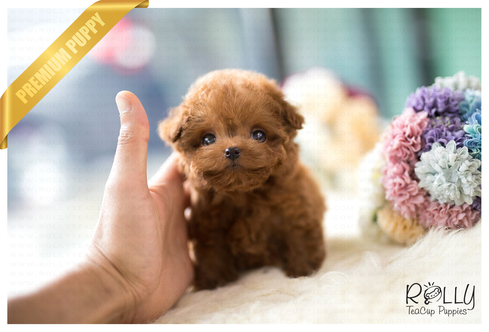 Собачки Rolly Teacup Puppies