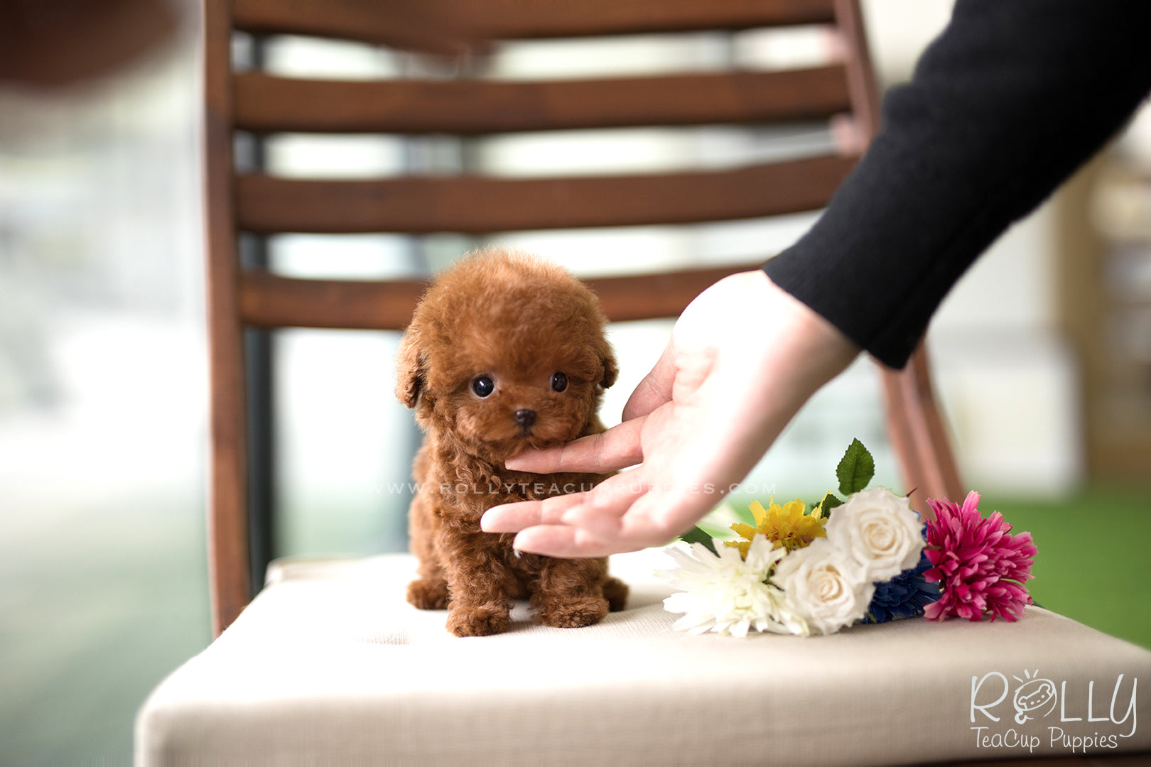 Rolly Teacup Puppies щенки