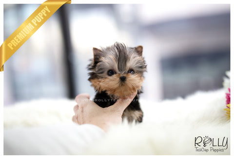 premium teacup yorkie puppies