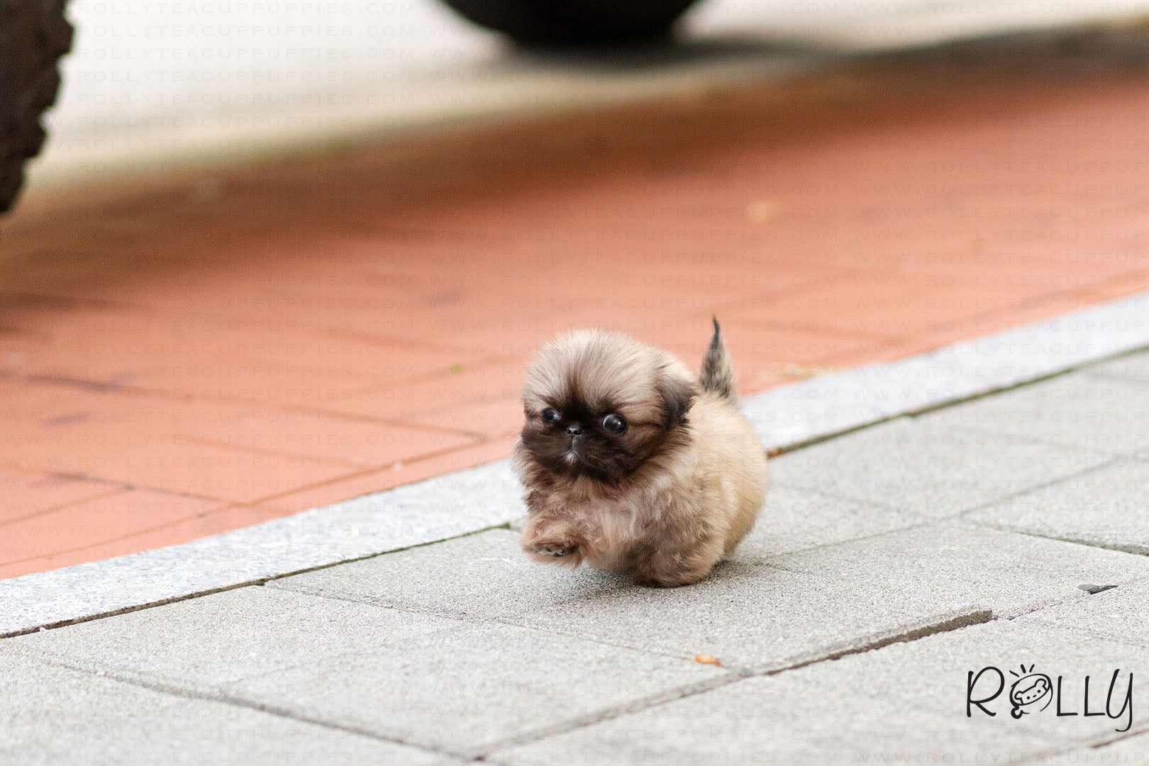 Pekingese puppies near me