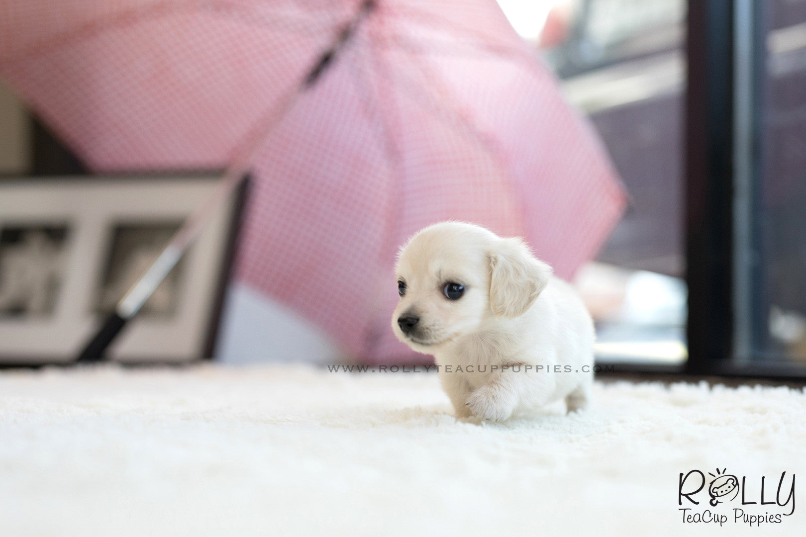 teacup labrador puppy