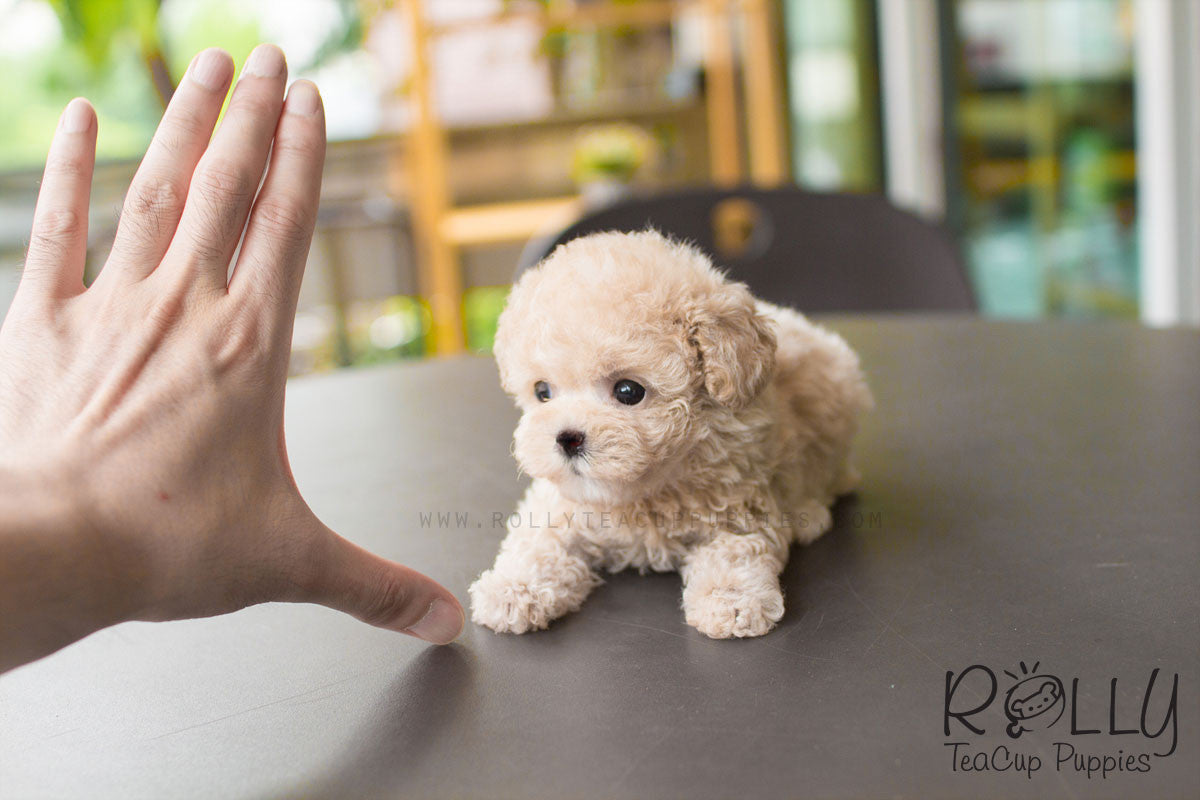 rolly tea puppies