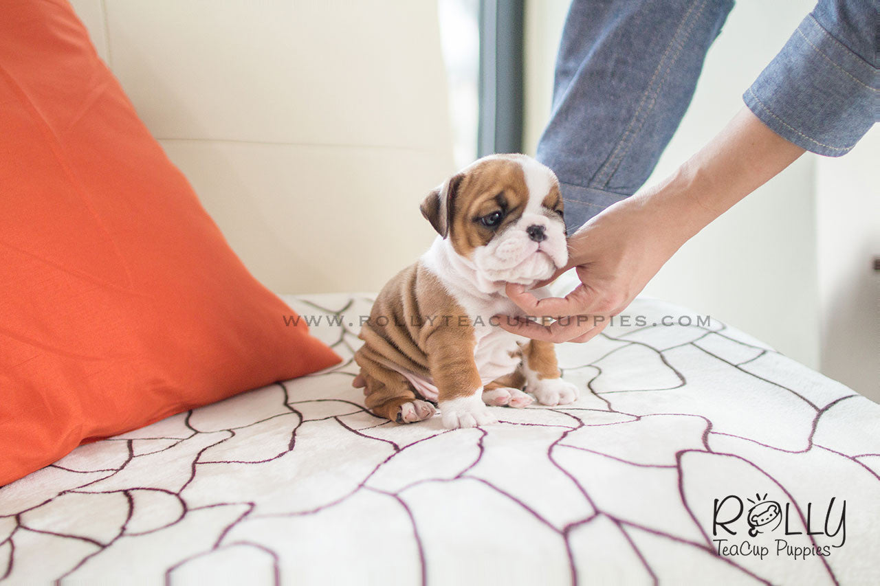 teacup english bulldog