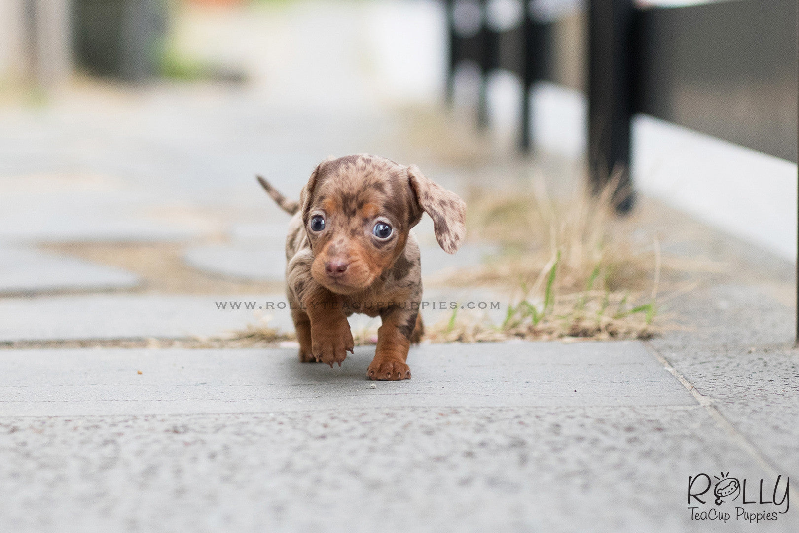 teacup dapple dachshund