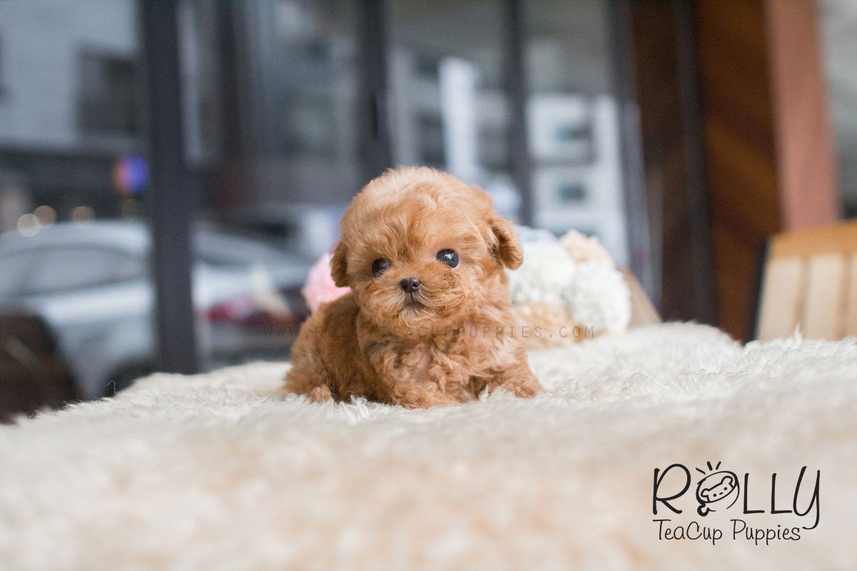 rolly teacup puppies