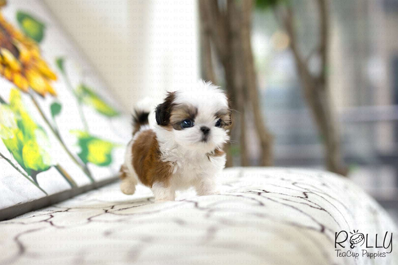 mini shih poo puppies