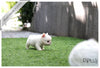 (Purchased by Quintanilla) Fluffy - French Bulldog. M ...