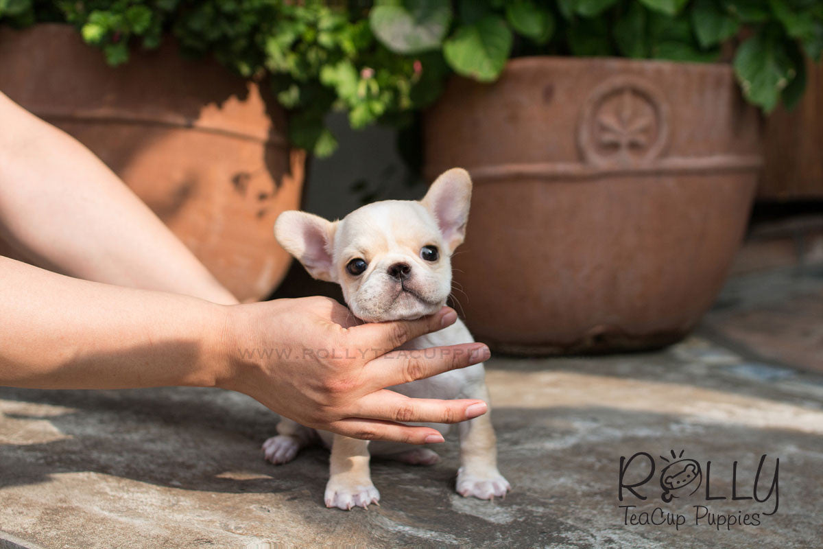 rolly teacup puppies french bulldog