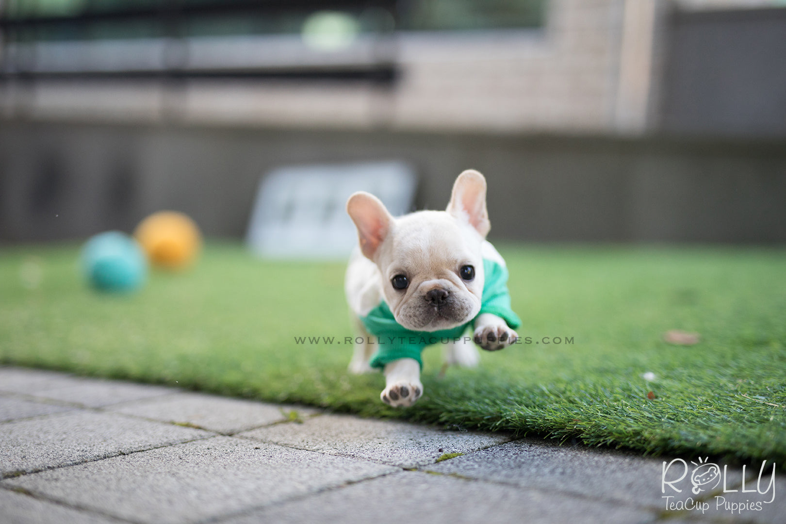 rolly teacup puppies french bulldog