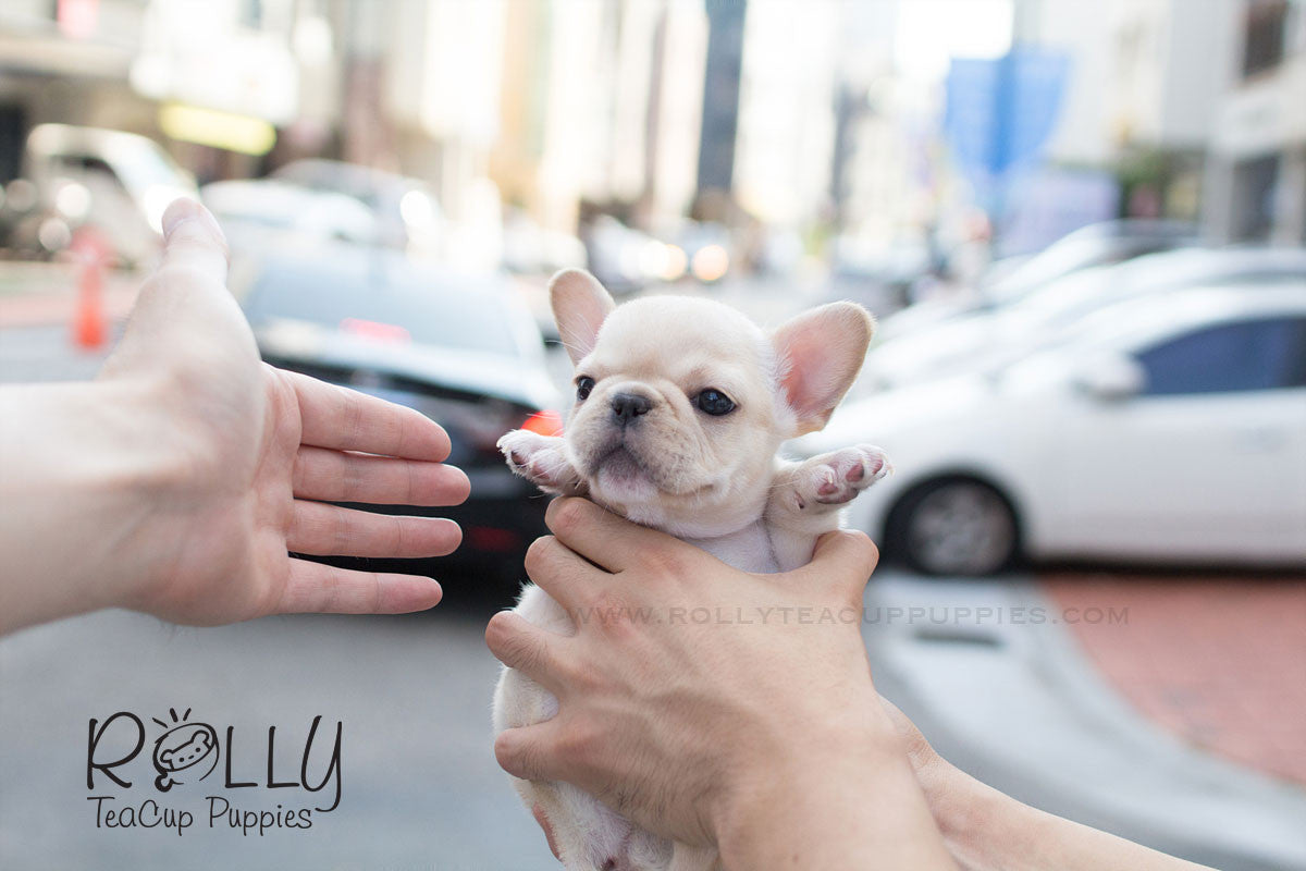 rolly teacup puppies french bulldog