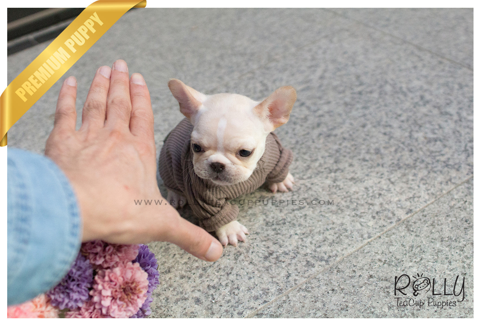 rolly teacup puppies french bulldog