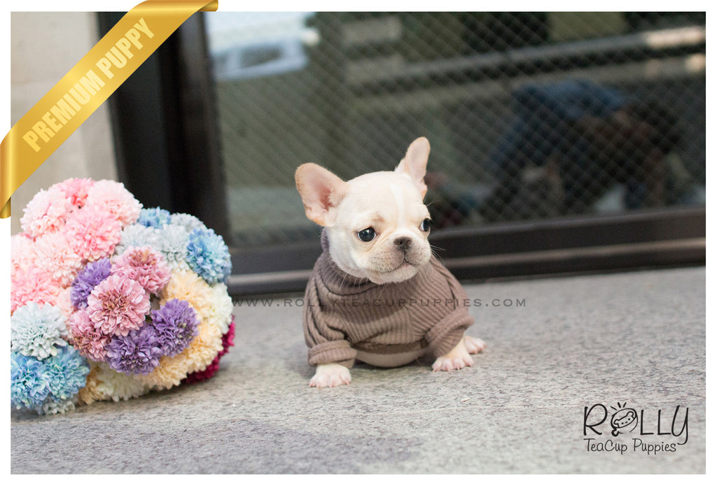 Lady Bug - French Bulldog. F - Rolly Teacup Puppies