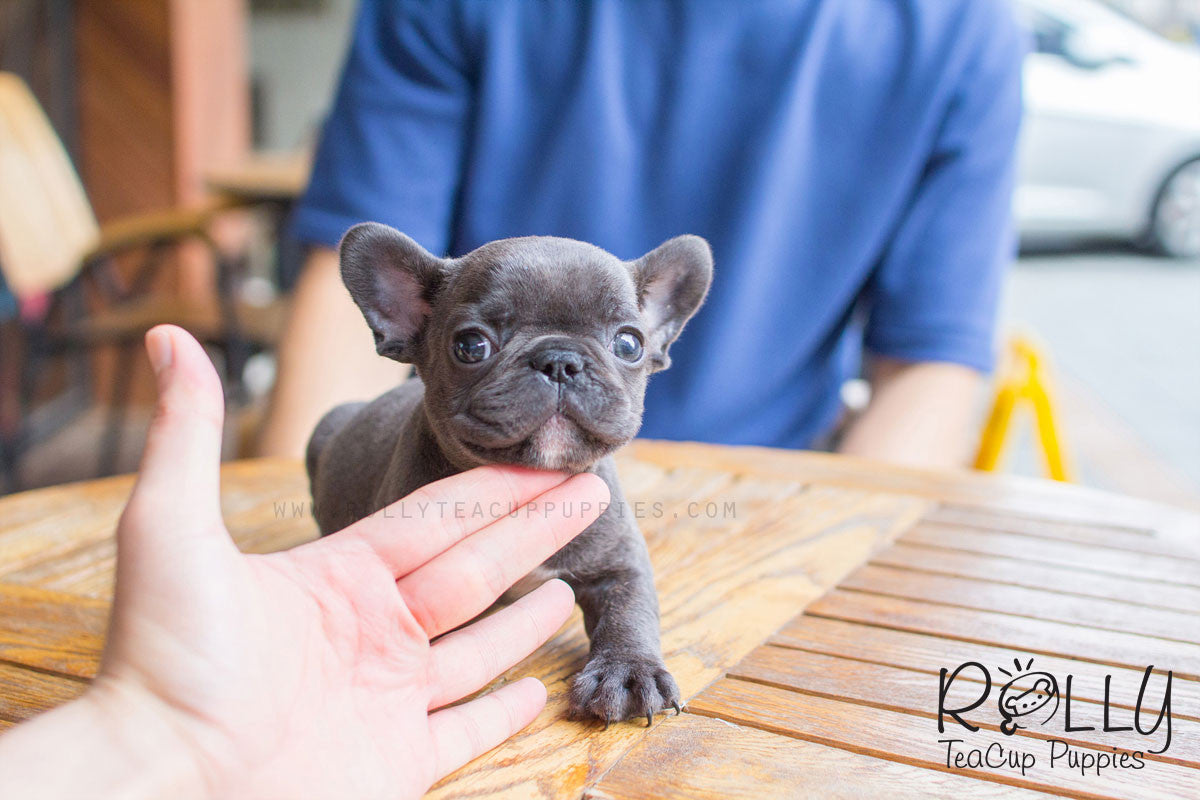 toy french bulldog puppies