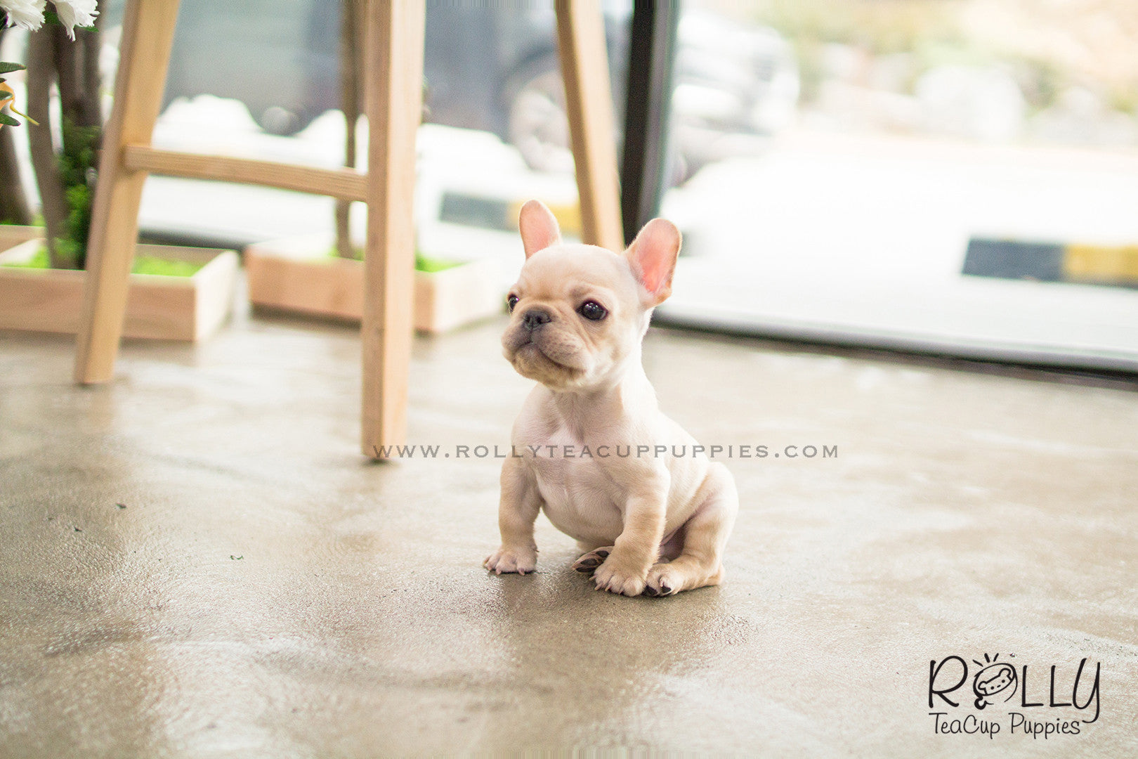 rolly teacup puppies french bulldog