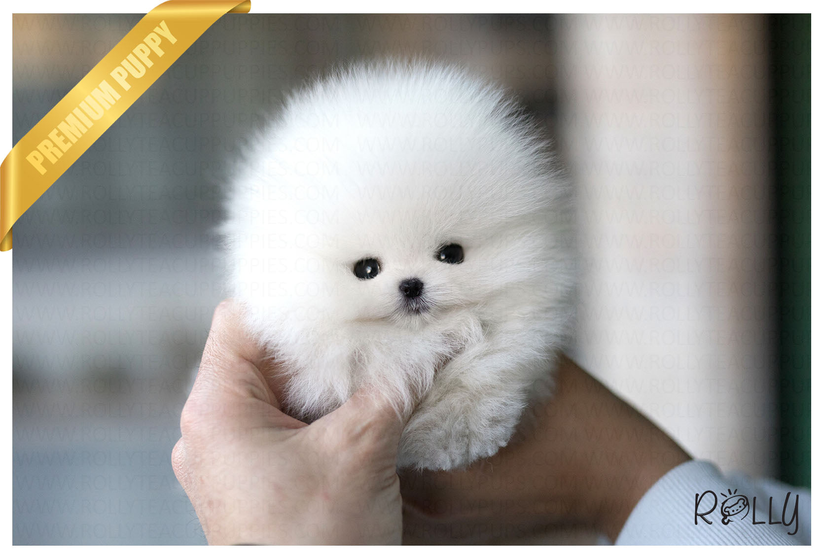 teacup pomeranian price