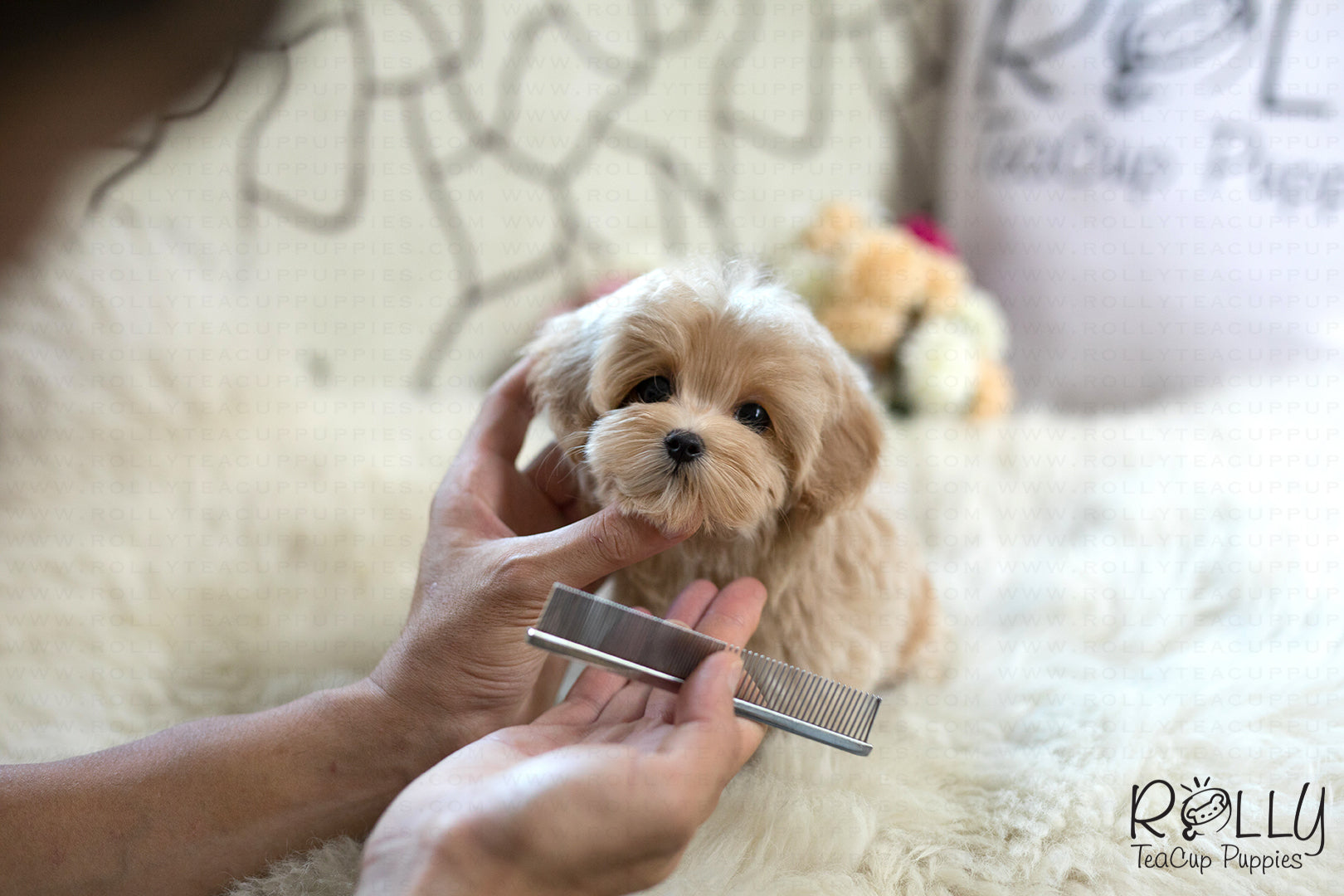 toy cockapoo breeders