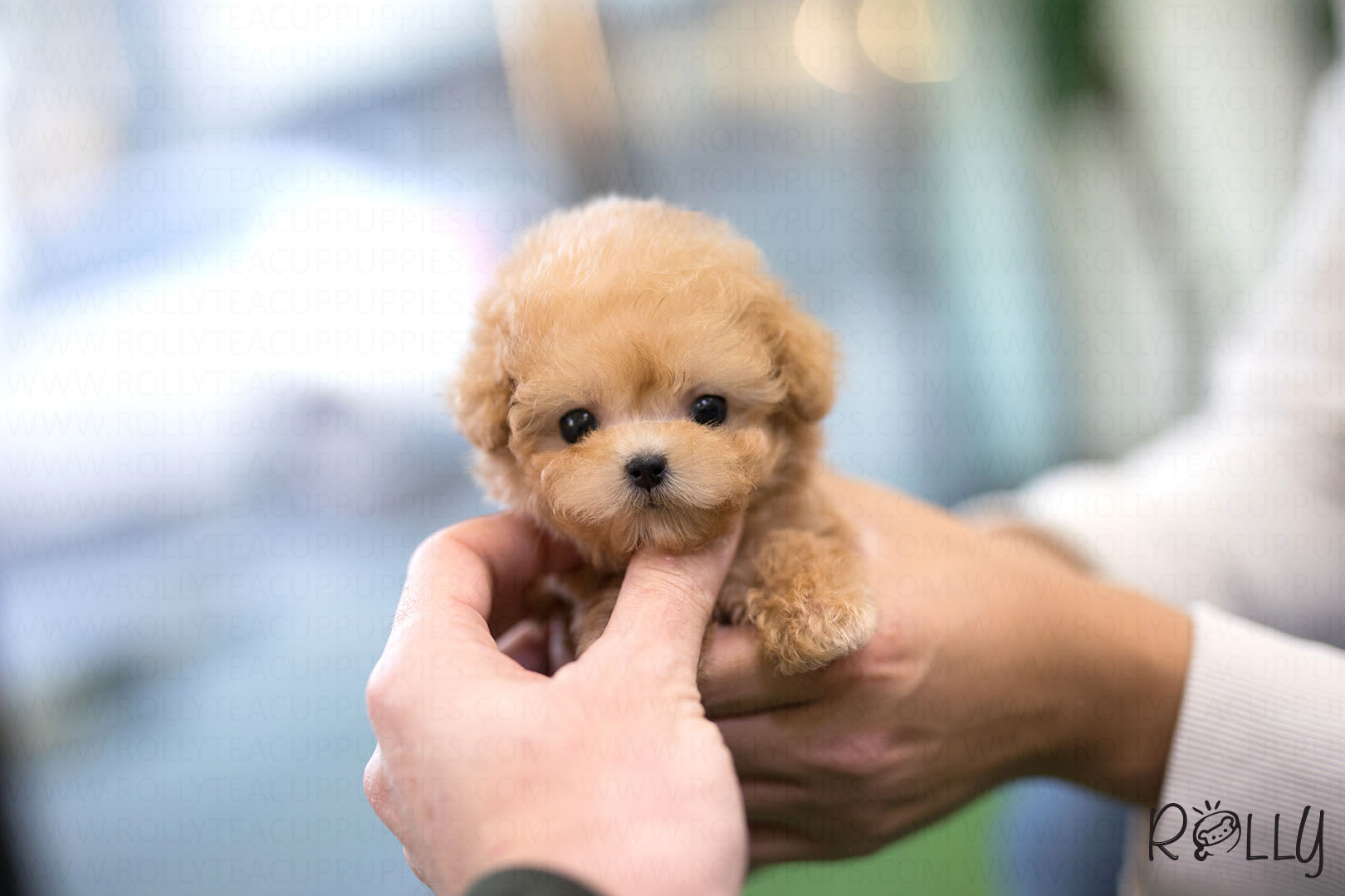 ginger the poodle