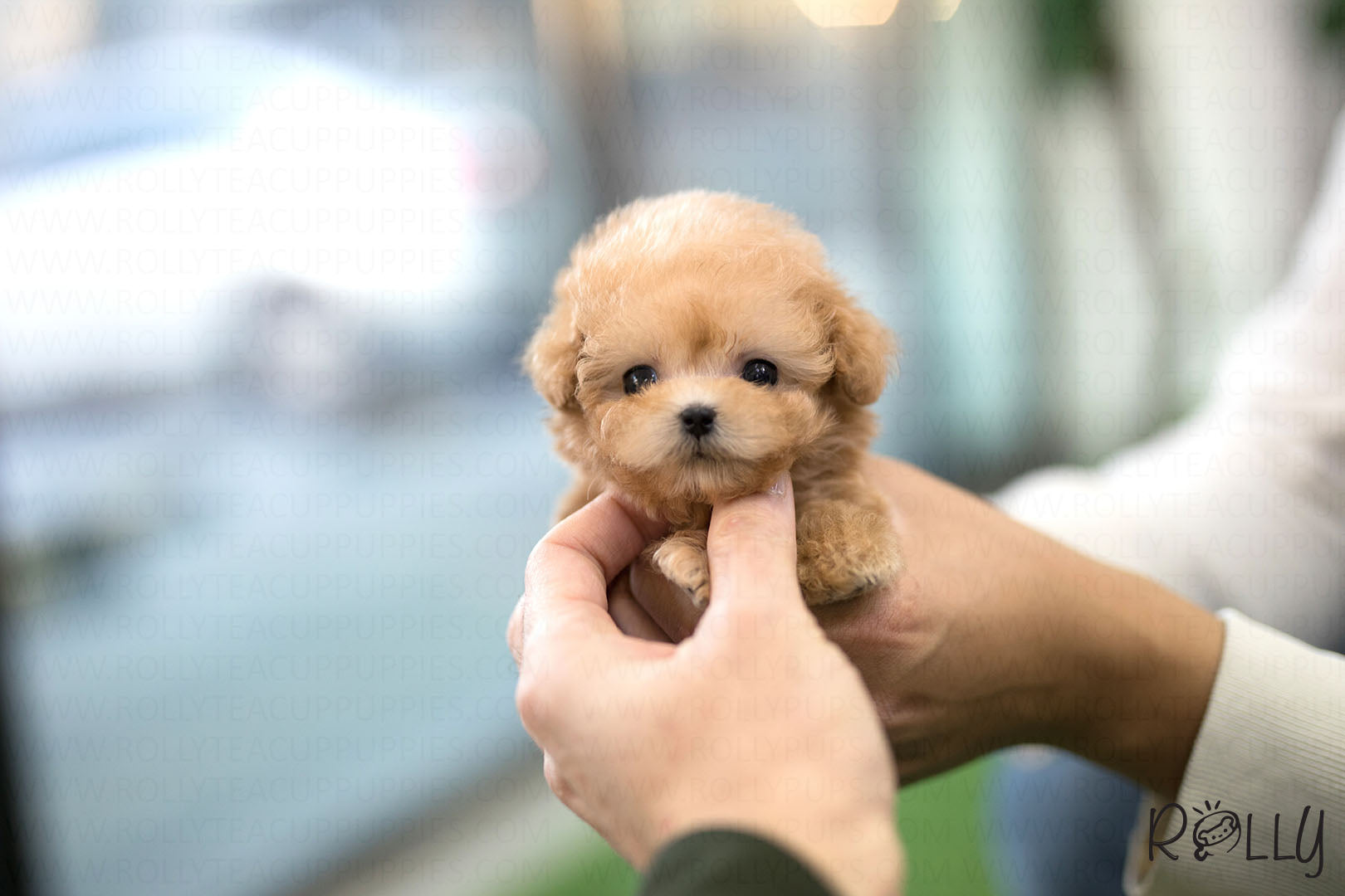 ginger the poodle