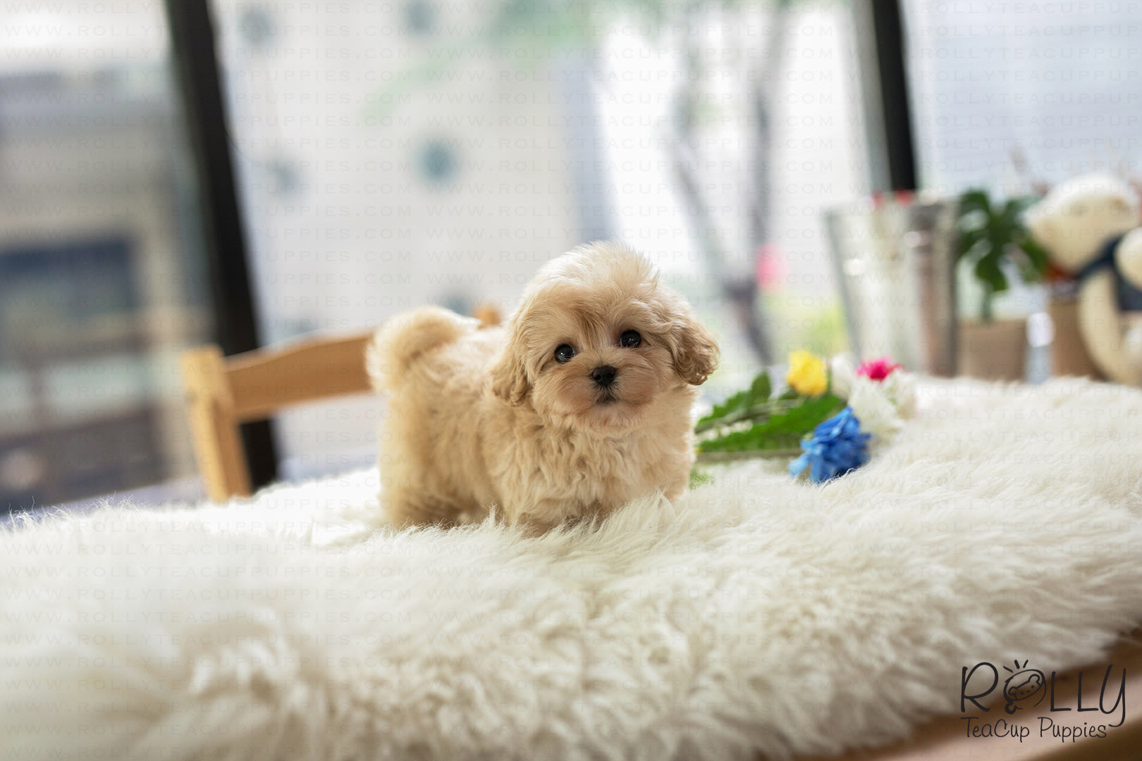 teacup cockapoo