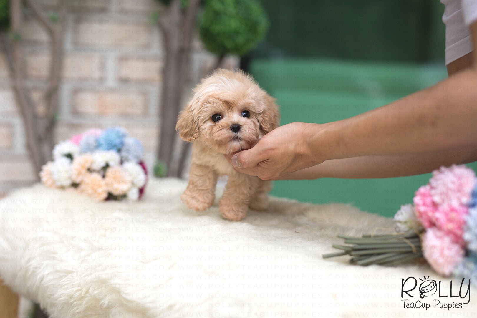 miniature cockapoo near me