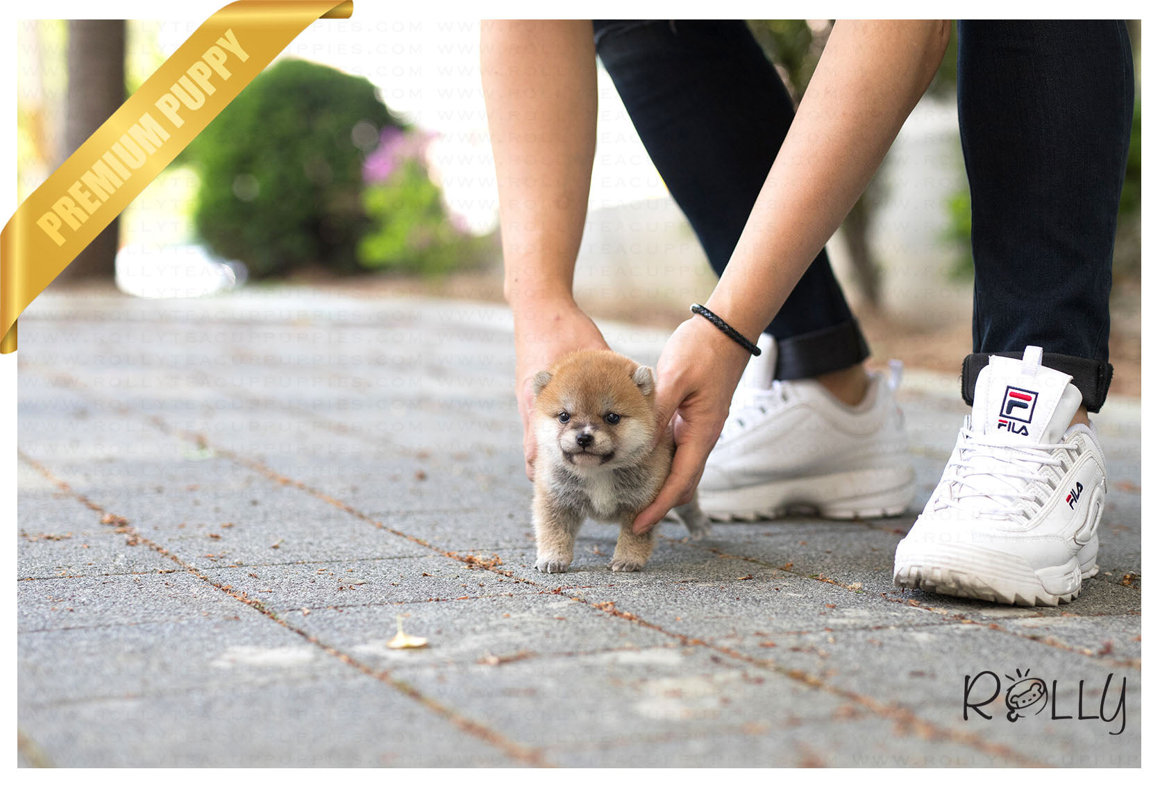 shiba pom puppies