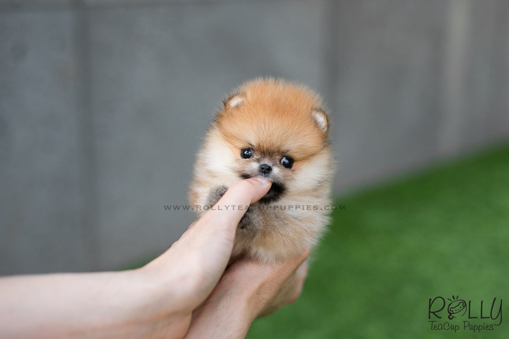 mini pom puppy