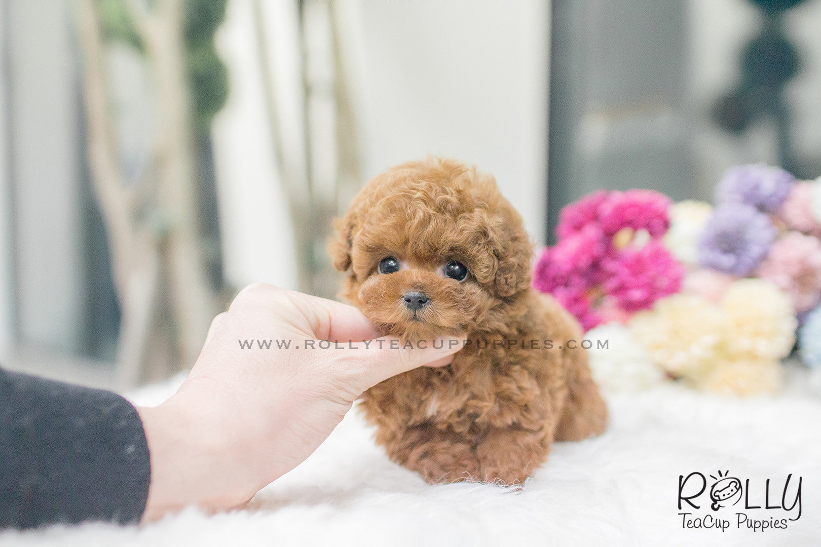 micro teacup teddy bear puppies