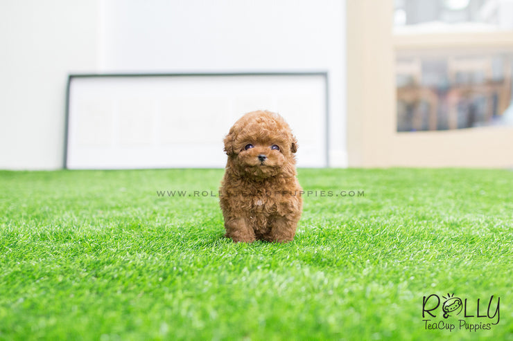 teddy teacup puppies