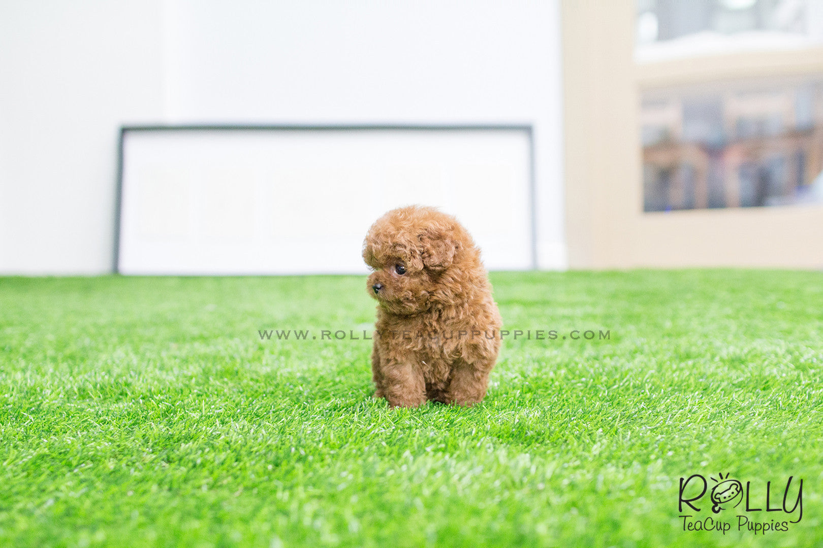 teacup teddy bear dog