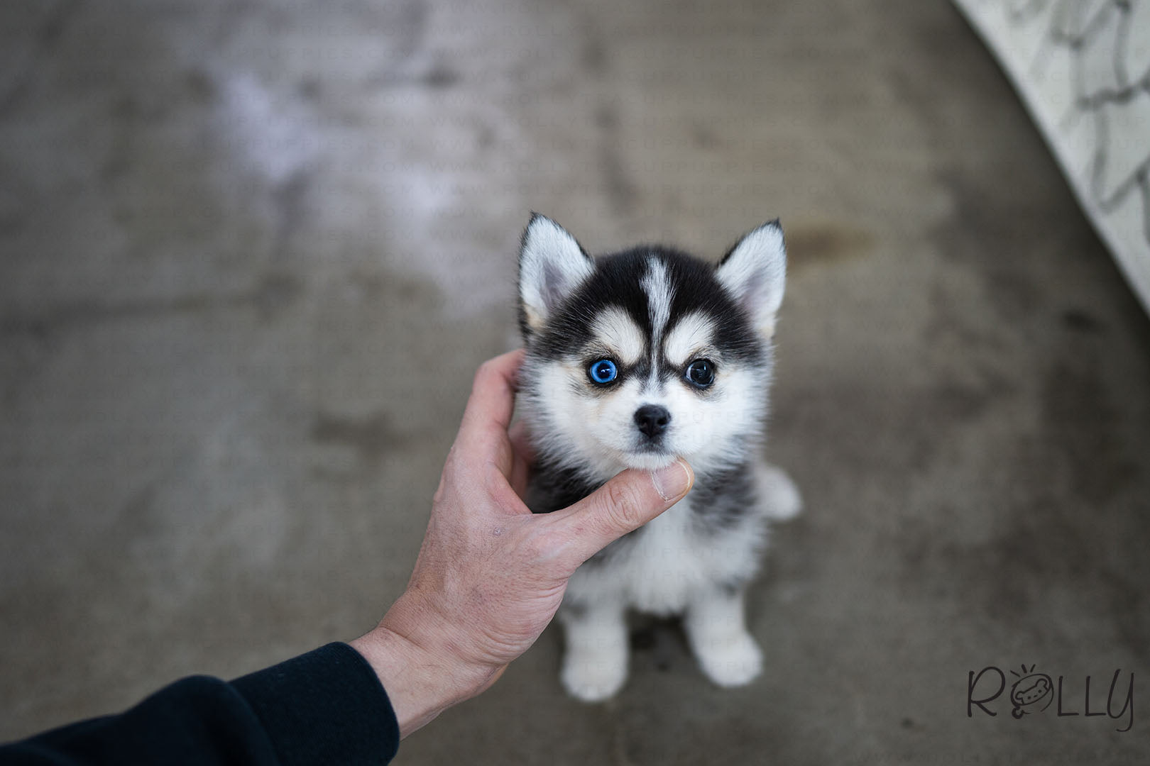 teacup pomsky