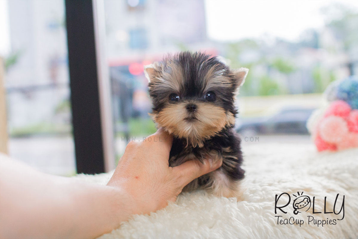 premium teacup yorkie puppies