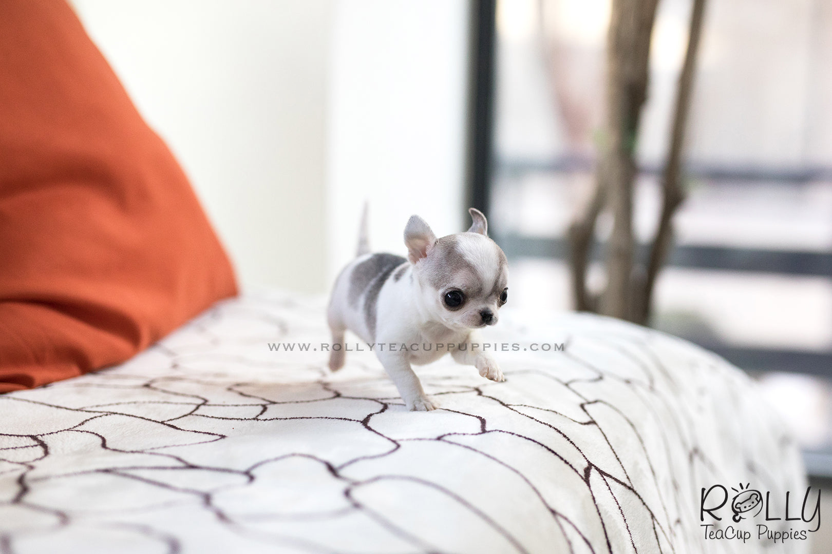 lilac chihuahua for sale