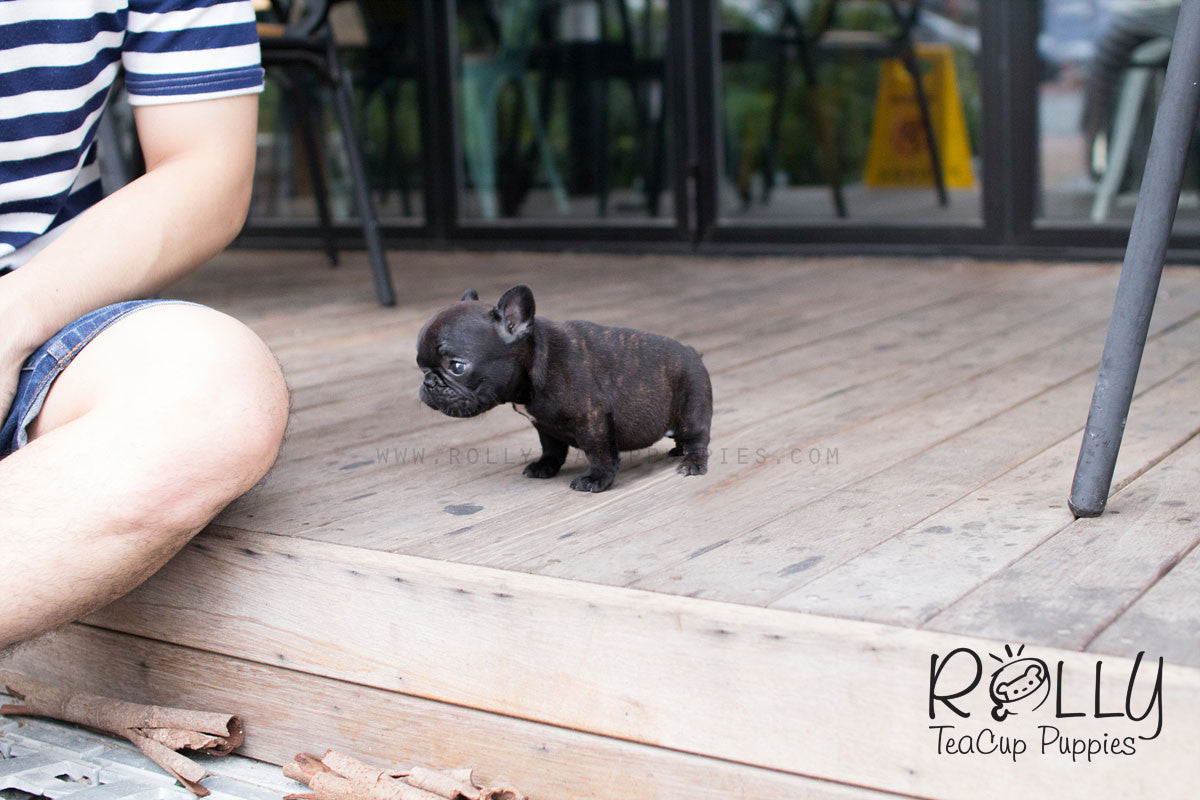 rolly teacup puppies french bulldog